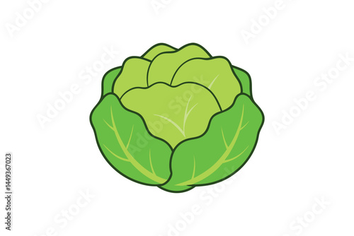 Cabbage Vegetable Vector Illustration on White Background

