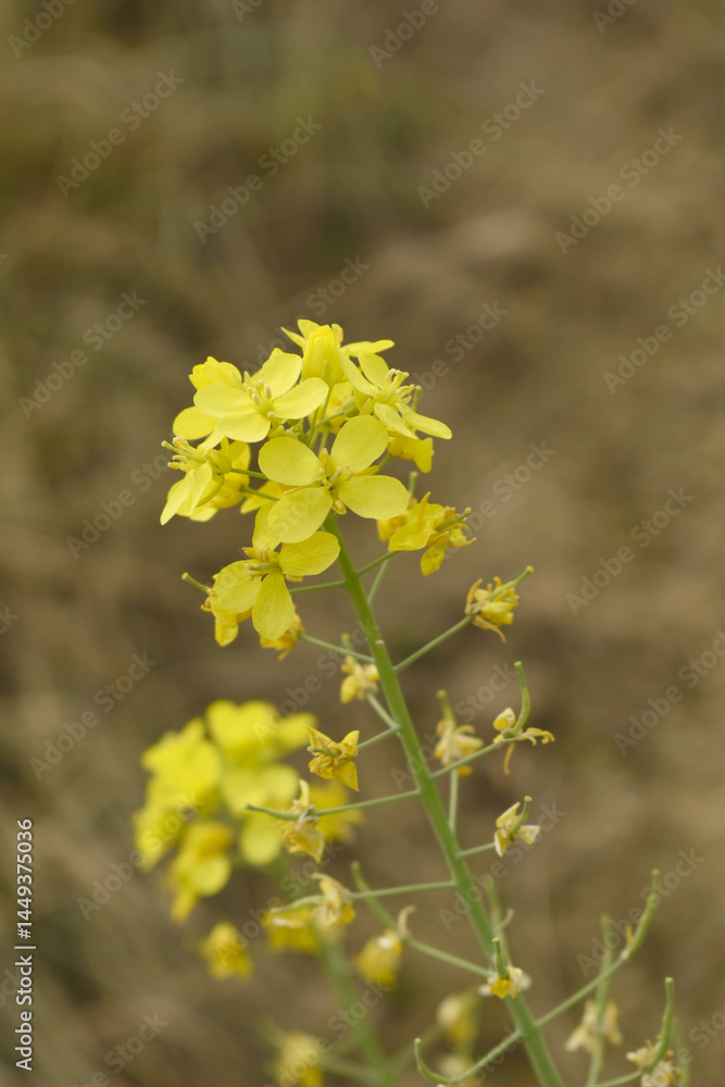 Obraz premium Mustard flower field is full blooming, yellow mustard field landscape industry of agriculture, mustard flowers closeup photo, Oil seed crop cultivation in Pakistan, Full Blooming Yellow Mustard Flo Dw