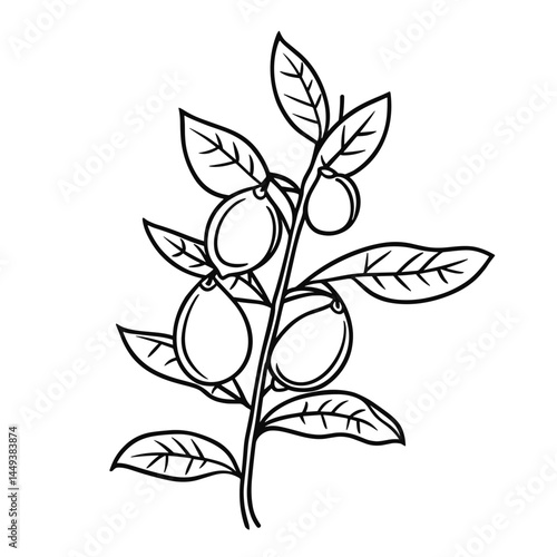 Minimalistic Line Drawing of Chickpeas on Plant Stem  