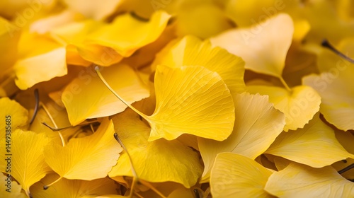 Wallpaper Mural Golden Ginkgo Biloba Leaves Autumn Pile Closeup Torontodigital.ca