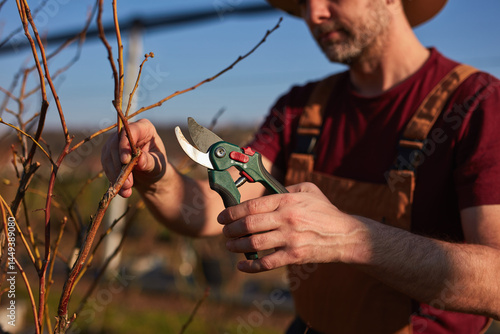 Male gardener with pruning shears working in a blueberries organic farm.