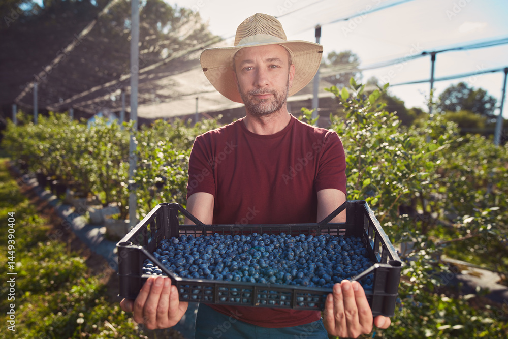 Farmer picking fresh blueberries on a farm.