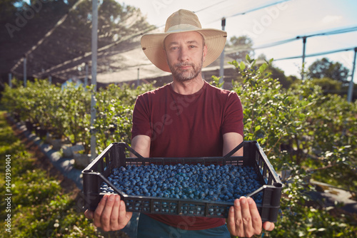 Obraz na płótnie Farmer picking fresh blueberries on a farm. w salonie