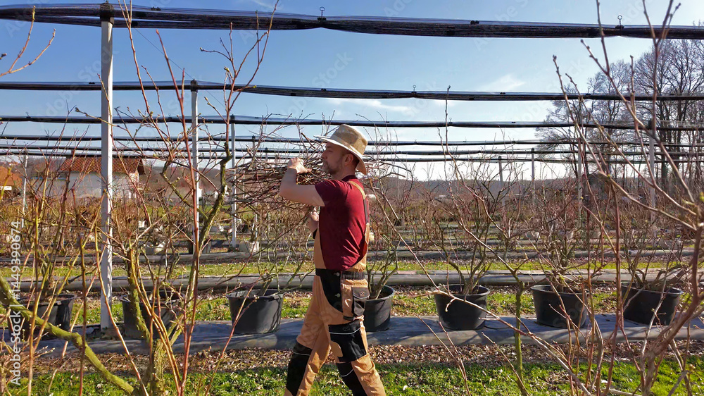 Male gardener working in a blueberries organic farm.