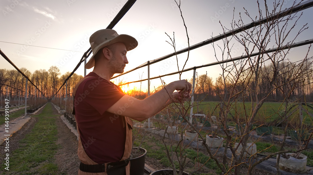Male gardener working in a blueberries organic farm.