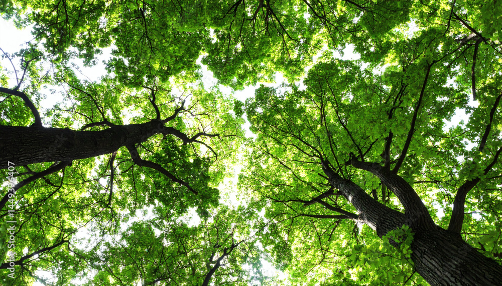 Fototapeta premium Branches of Beautiful Trees with Green Leaves Outdoors, Bottom View