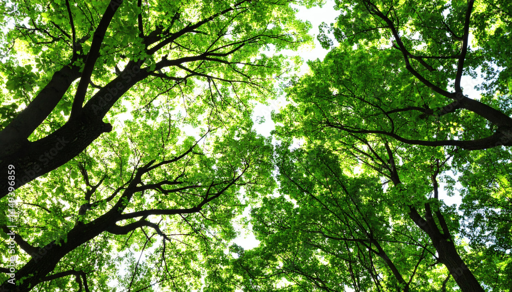 Branches of Beautiful Trees with Green Leaves Outdoors, Bottom View Branches of Beautiful Trees with Green Leaves Outdoors, Bottom View