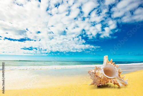 Muschel am Strand am  blauen Pazifischen Ozean