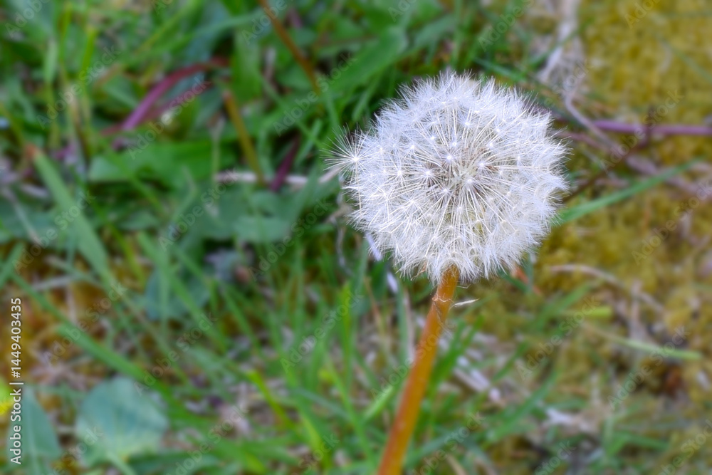 *Nature's Whispers: The Dandelion's Tale* *Nature's Whispers: The Dandelion's Tale*