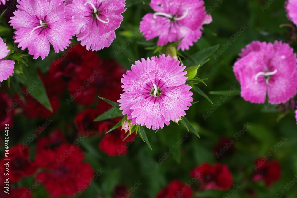 Obraz premium Sweet flora william blooming petals pink flowers background, Dianthus barbatus, beautiful Dianthus flower closeup in garden, pink Dianthus flower, pink flower, dianthus blooming in garden, closeup
