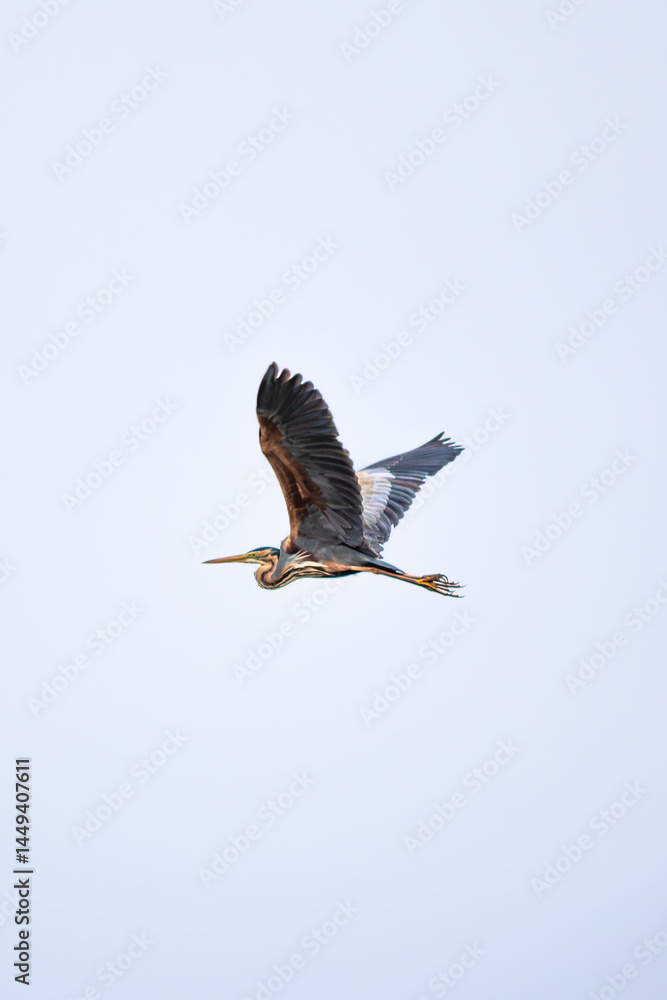 Obraz premium Purple Heron (Ardea purpurea) flying or gliding in the blue sky. Bird, animal idea concept. Alone Purple Heron is migrating. Ornithology. Nature. Wildlife. No people, nobody. Vertical photo. Grainy.