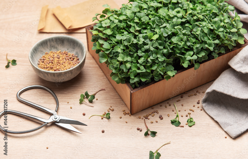 Fresh microgreens growing in wooden box with seeds and scissors
