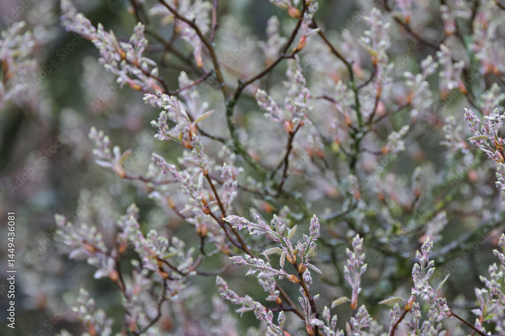 white flowers on the branches, flowering tree, new shoots on the tree, young green leaves, fresh leaves, white flowering tree in spring white flowers on the branches, flowering tree, new shoots on the tree, young green leaves, fresh leaves, white flowering tree in spring