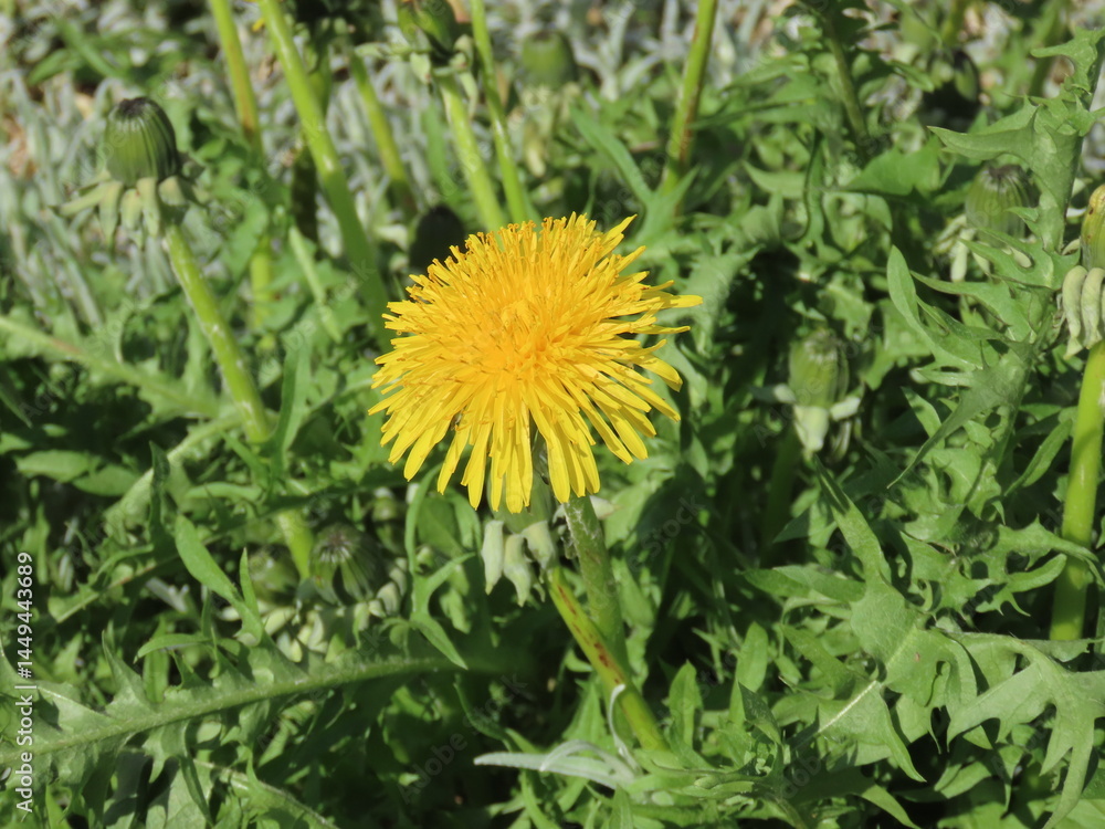 Dandelions blooming in the spring field Dandelions blooming in the spring field