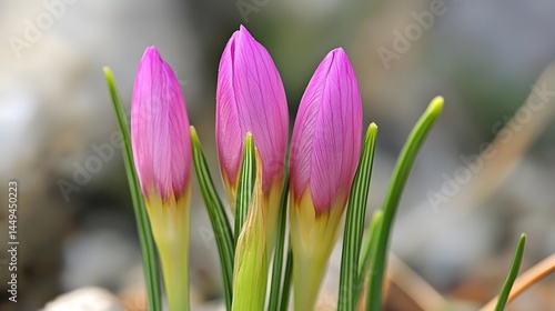Three Pink Crocus Buds Spring Flowers Macro Photography
