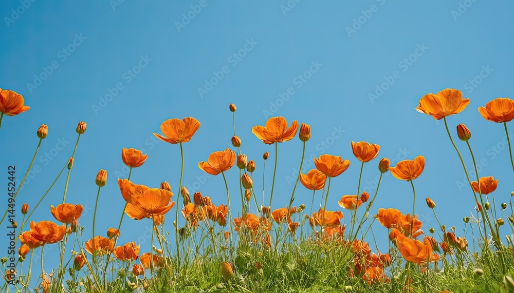 Naklejka premium Low angle view of poppies growing on field against sky 1
