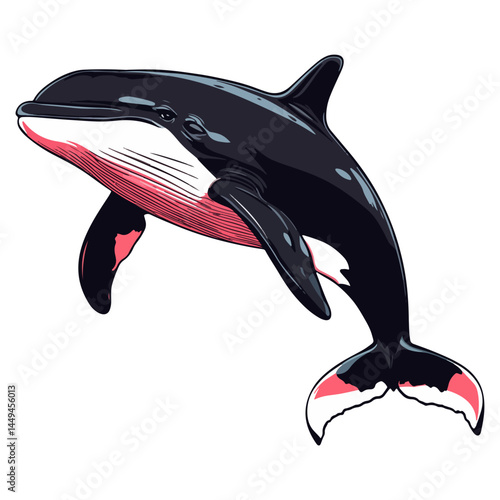 killer whale, marine life, animal, vector, transparent background