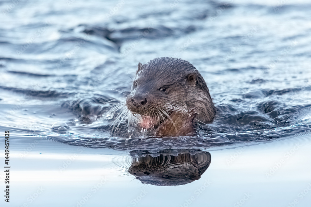 Fototapeta premium Eurasian Otter (Lutra lutra)