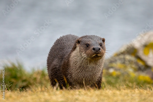 Eurasian Otter (Lutra lutra)