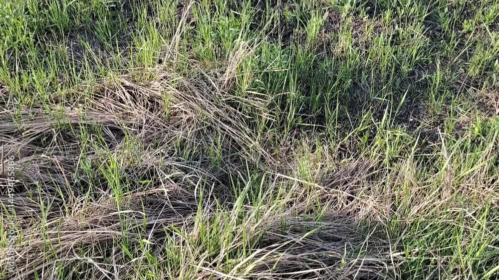 grass grass