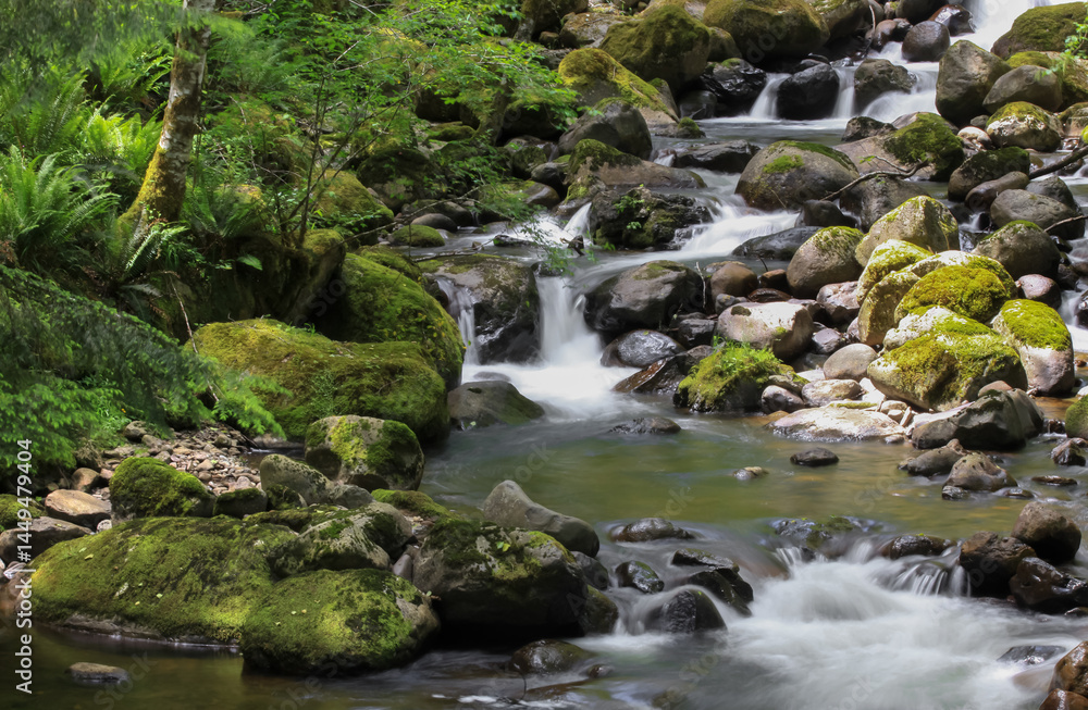 Fototapeta premium Scenic small water falls in Mount Rainier national park in USA.