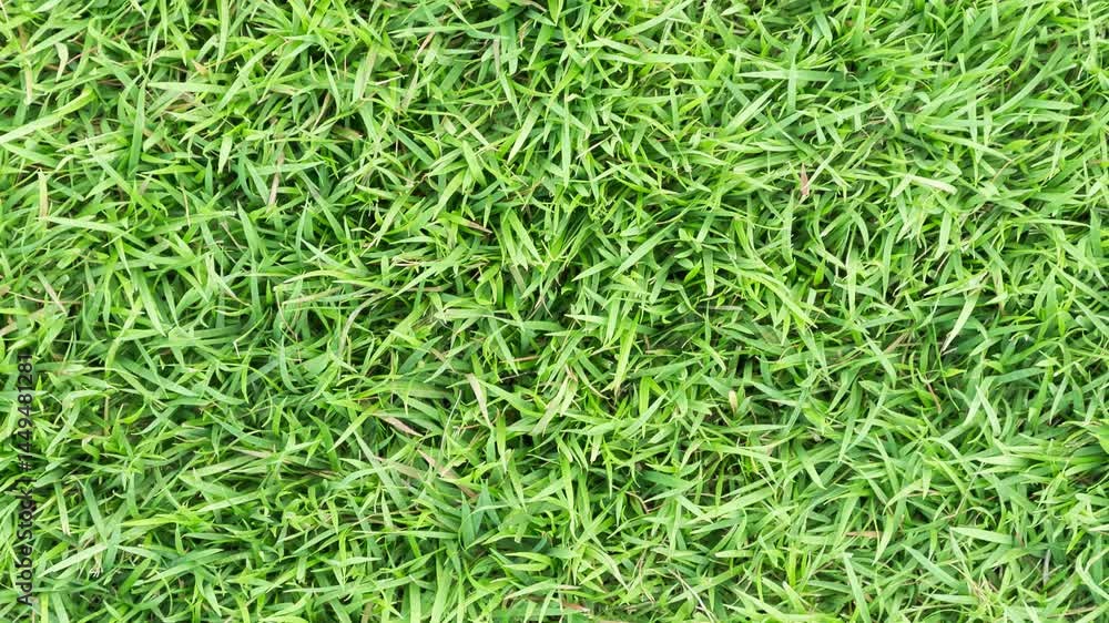 shadow on green grass background, Fresh green grass growing on a ground.
Green grass in the wind. Uncut lawn. Nature environment green grass closeup 4k shadow on green grass background, Fresh green grass growing on a ground.
Green grass in the wind. Uncut lawn. Nature environment green grass closeup 4k