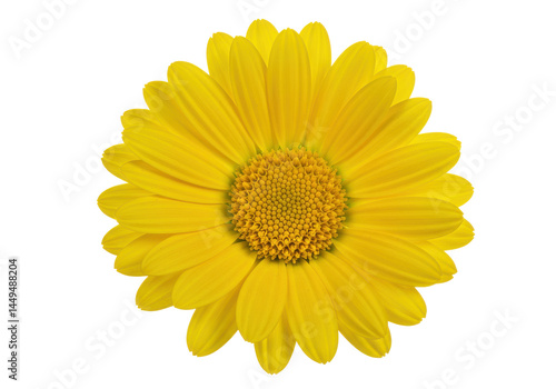 Golden bloom A vibrant yellow flower basks in the stark contrast of a black background