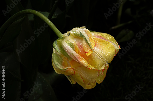 Skagit Valley Tulip Festival 4064