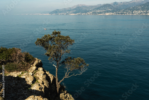 Tree on rocky cliff overlooking calm blue sea