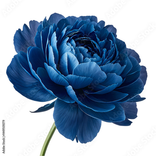 Stunning Blue Ranunculus Flower HighResolution Image isolated on transparent background