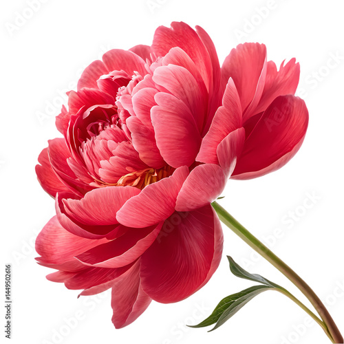 Coral Peony Flower Bloom Isolated White Background isolated on transparent background