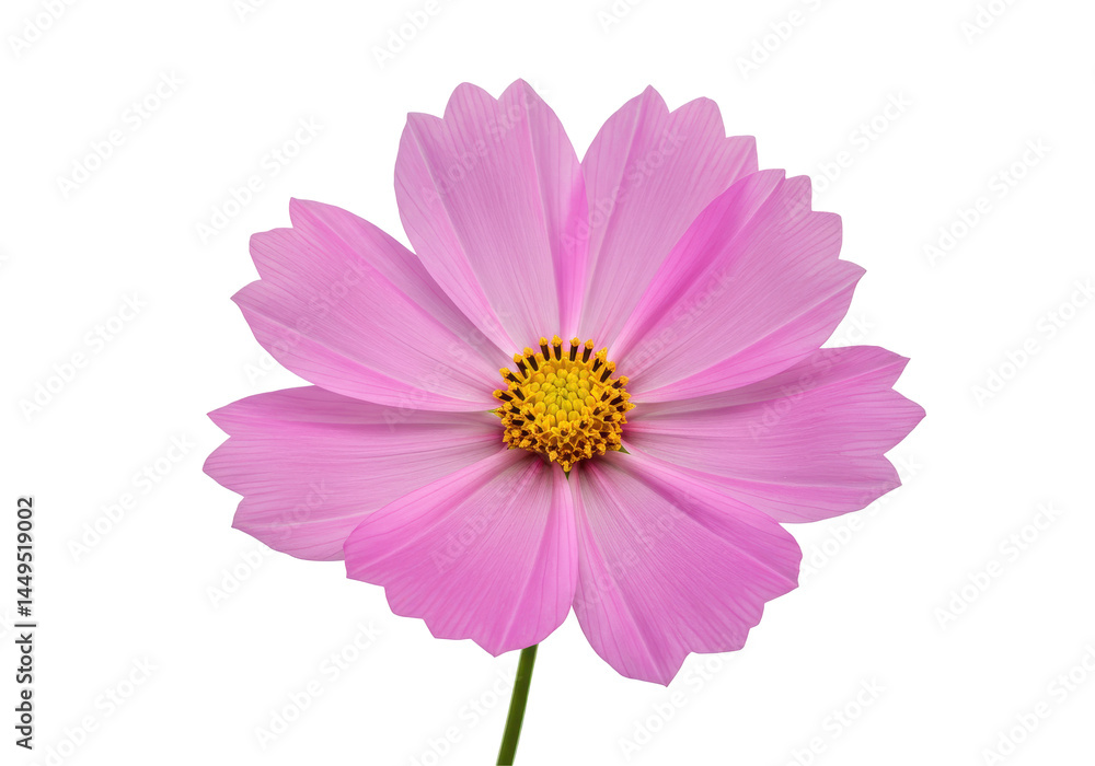 Pink Cosmos A radiant bloom with sunshine core captivating against the void Pink Cosmos A radiant bloom with sunshine core captivating against the void