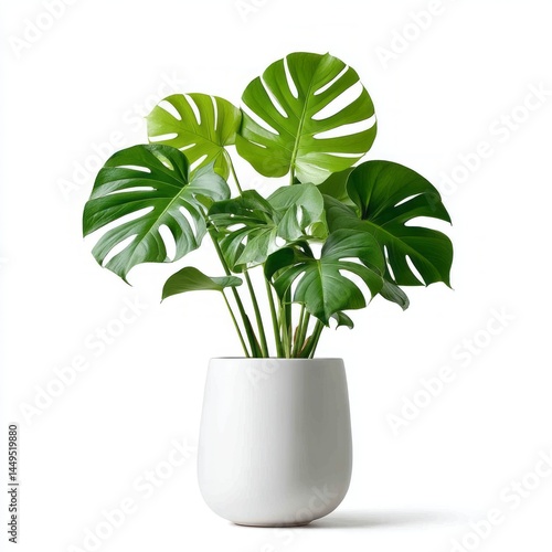 Monstera Plant Stock Image
