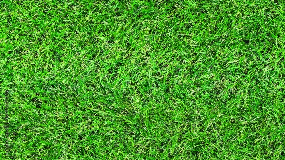 shadow on green grass background, lush green grass blowing in the wind.
Green grass field and blue sky with fluffy clouds, A close-up view of a freshly cut lawn, showing the vibrant green shadow on green grass background, lush green grass blowing in the wind.
Green grass field and blue sky with fluffy clouds, A close-up view of a freshly cut lawn, showing the vibrant green