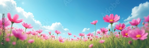 Cosmos flowers against blue sky with clouds. Pink cosmos flowers in green grass in nature. Beautiful summer landscape, meadow. Blossom floral scene, sunny day, summer season, springtime. Natural