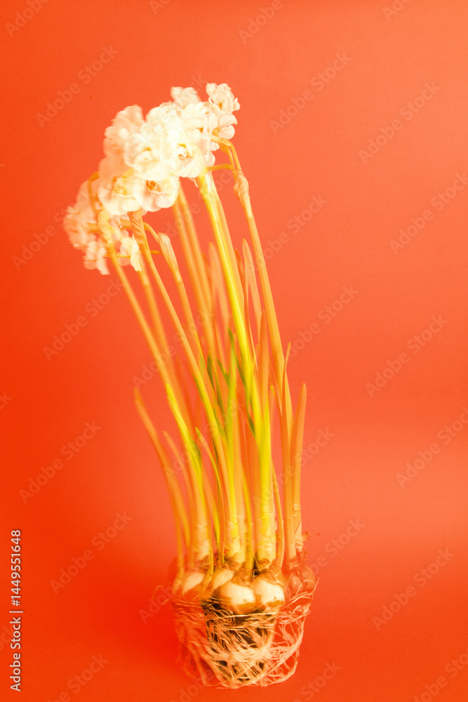 White flowers with vibrant green stems arranged in natural pot White flowers with vibrant green stems arranged in natural pot