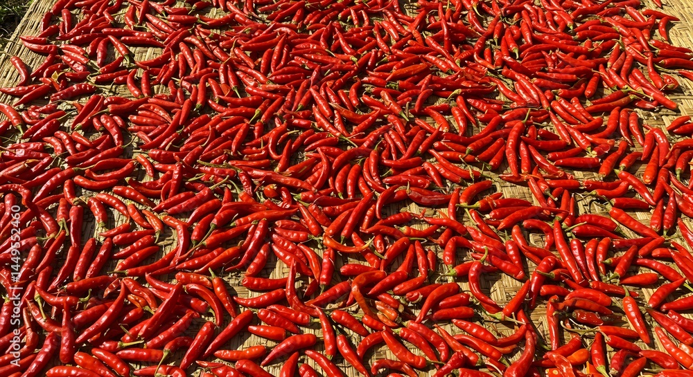 Red Chili Peppers Drying in the Sun Red Chili Peppers Drying in the Sun