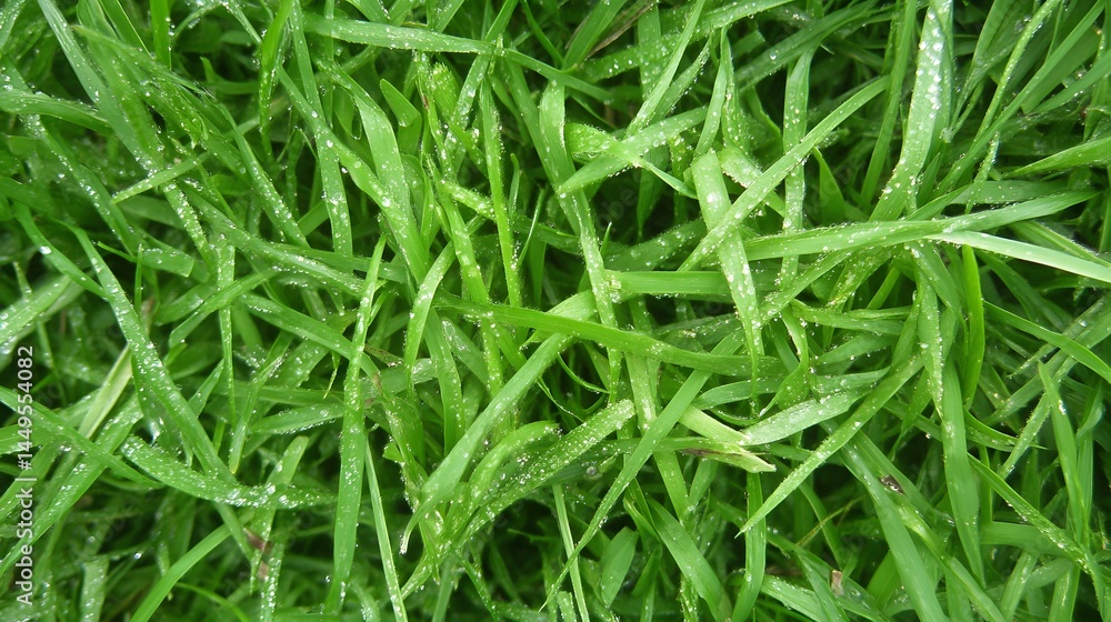 Closeup Dew Drops on Lush Green Grass Blades Closeup Dew Drops on Lush Green Grass Blades