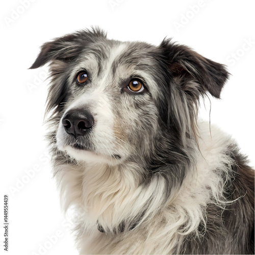 Adorable Senior Border Collie Dog Portrait White Background isolated on transparent background