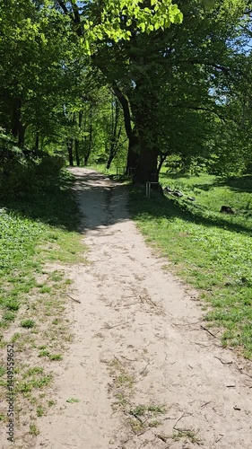Shaded Forest Path in Springtime Park