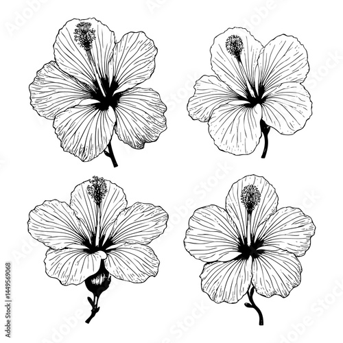 Hand drawn illustration set of hibiscus flowers, branch, leaf. sketch. Vector eps