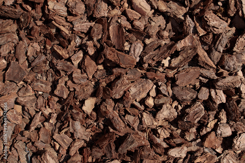 close up of a tree bark. Nature texture vbackground close up of a tree bark. Nature texture vbackground