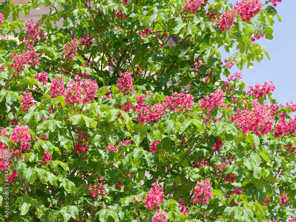 (Aesculus × carnea) Red horse-chestnut with spreading branches covered of dense palmately green leaves adorned beautiful display of erect panicles of beautiful pink flowers cone-shaped (Aesculus × carnea) Red horse-chestnut with spreading branches covered of dense palmately green leaves adorned beautiful display of erect panicles of beautiful pink flowers cone-shaped