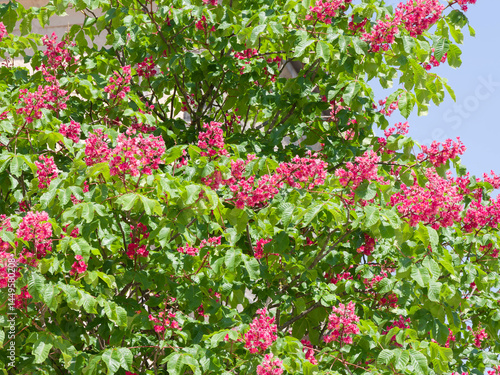 Canvas Print (Aesculus × carnea) Red horse-chestnut with spreading branches covered of dense