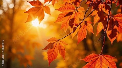 Autumn Sunlight Illuminates Vibrant Maple Leaves in a Golden Forest