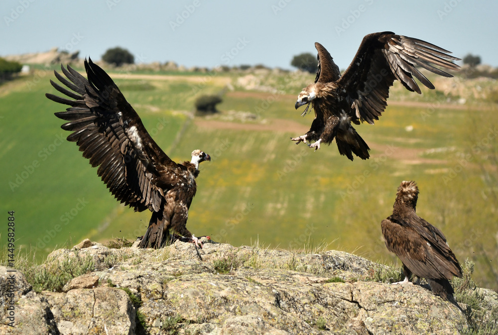 Obraz premium buitre negro