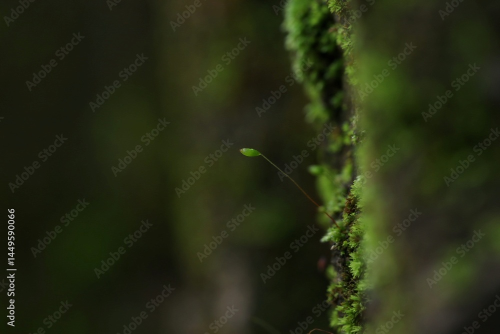 newly grown fern shoots in the morning covered in fresh dew newly grown fern shoots in the morning covered in fresh dew