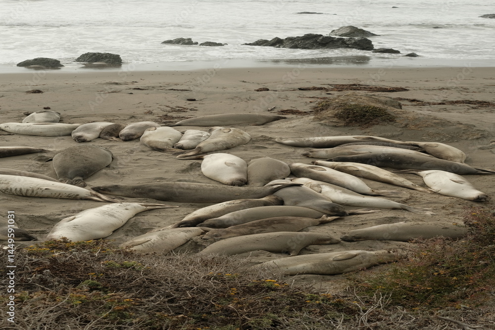 seals on beach near ocean seals on beach near ocean