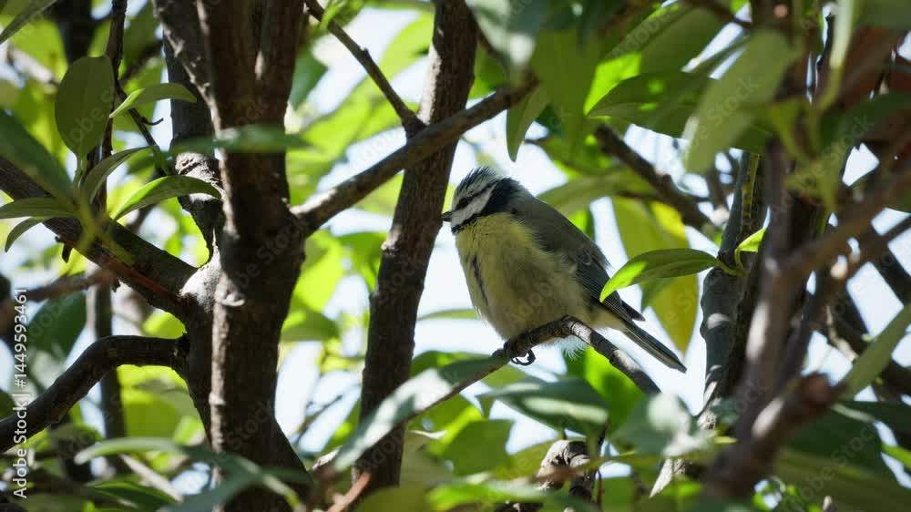 A blue tit sits in a bush and sings to itself. Later the bird strangles and flies on to another tree. A blue tit sits in a bush and sings to itself. Later the bird strangles and flies on to another tree.