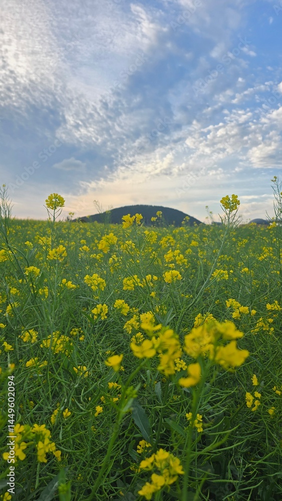 Obraz premium A high-quality stock image showcasing a stunning rapeseed field beneath an expansive sky, complemented by a distant mountain range creating depth and perspective.